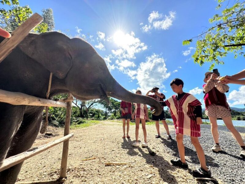 Phuket: Elephant Experience with Lunch or Dinner and Pickup - FAQ