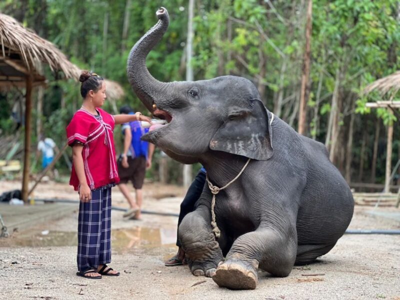 Phuket: Elephant Experience with Lunch or Dinner and Pickup - Final Thoughts