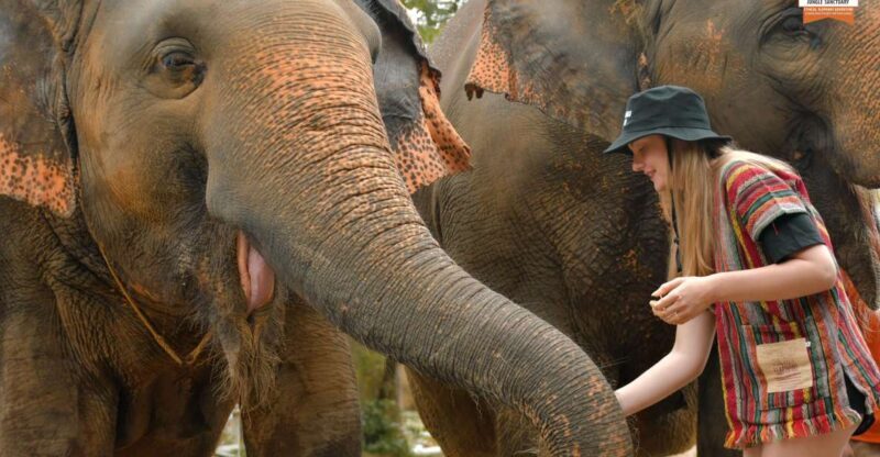 Phuket: Elephant Jungle Sanctuary Ethical Feeding Experience - Key Points