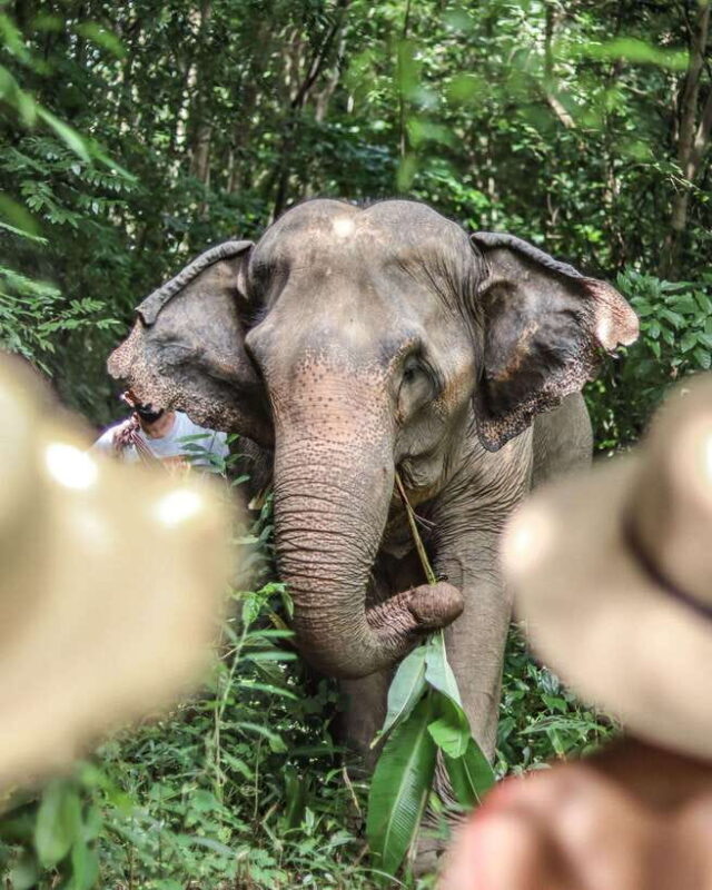 Phuket: Elephant Nature Reserve Entry Ticket and Guided Tour - Key Points
