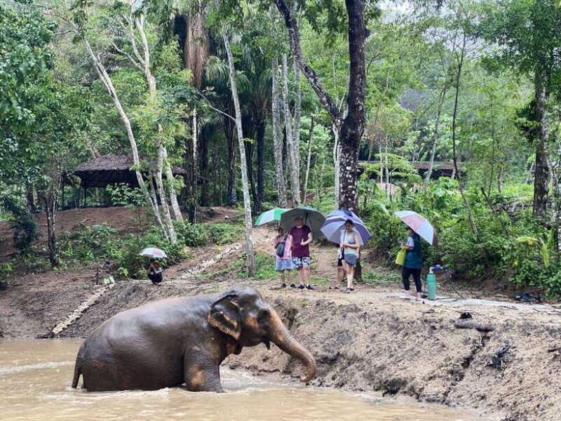 Phuket: Elephant Nature Reserve Entry Ticket and Guided Tour - Detailed Review of the Phuket Elephant Nature Reserve Tour