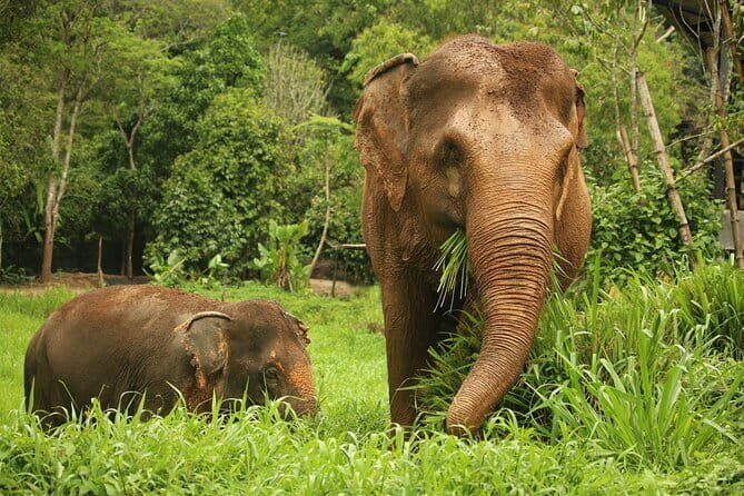 Phuket Elephant Nature Reserve Ethical Sanctuary - Key Points