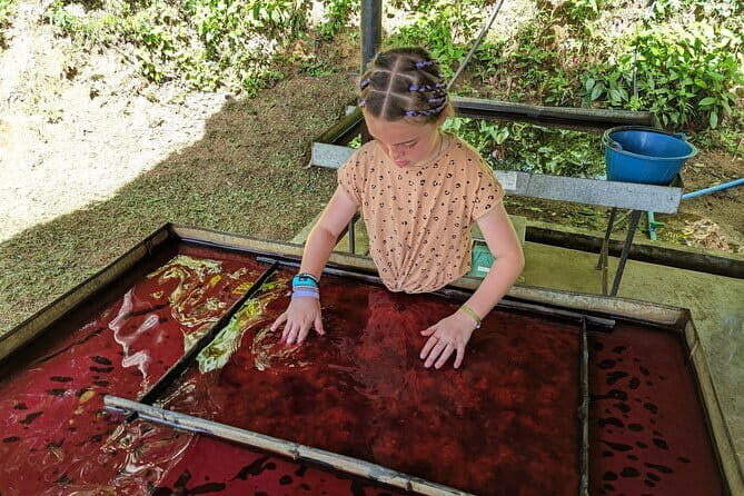 Phuket Elephant Nature Reserve Ethical Sanctuary - A Close-Up Look at the Experience