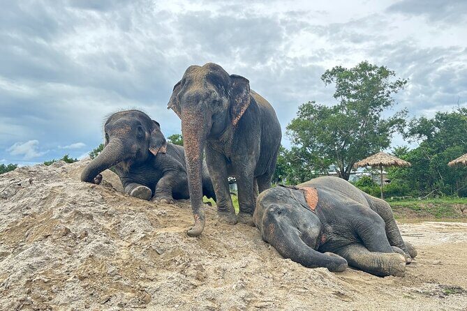 Phuket: Elephant Nature Walk - Guided Tour with Transport - Discover the Heart of Phuket’s Elephant Sanctuary: The Elephant Nature Walk