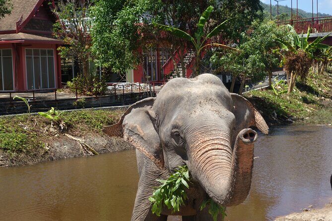 Phuket: Elephant Nature Walk - Guided Tour with Transport - The Value of Supporting a Responsible Elephant Sanctuary