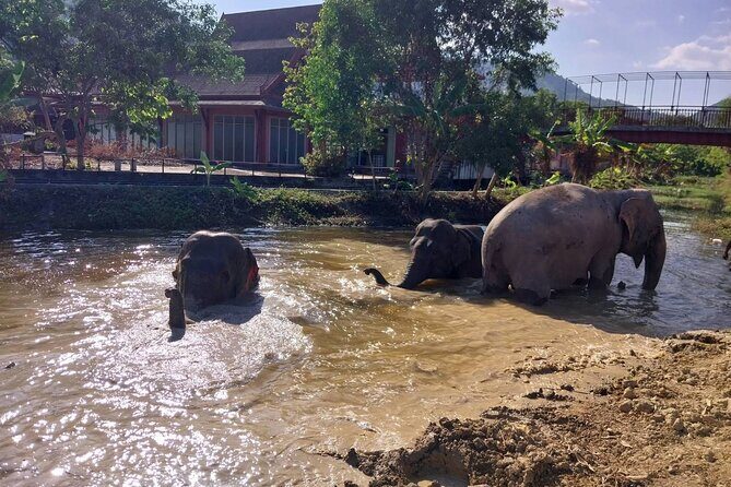 Phuket: Elephant Nature Walk - Guided Tour with Transport - Final Thoughts