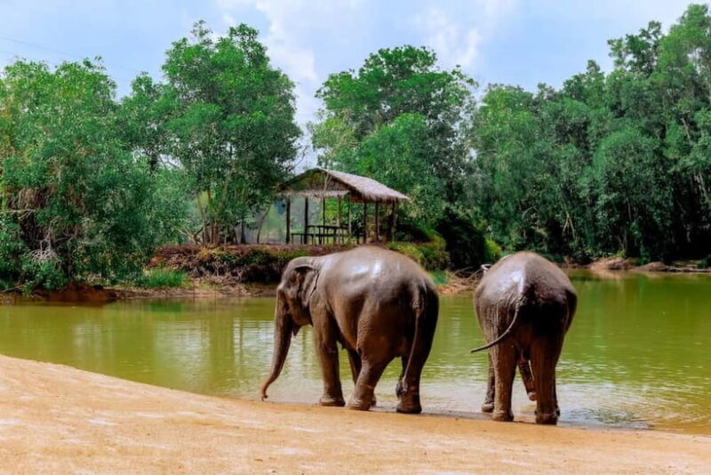 Phuket: Elephant Sanctuary Feed and Bathe Gentle Giants - Practical Details and Tips