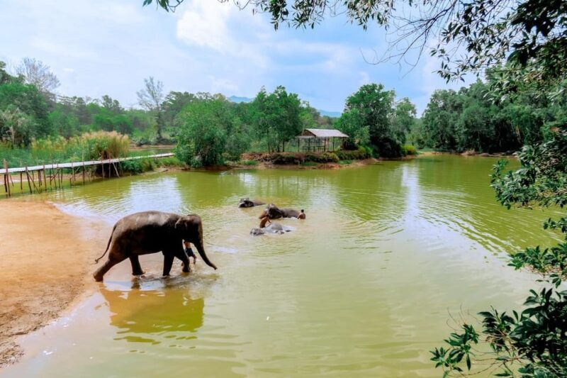 Phuket: Elephant Sanctuary Feed and Bathe Gentle Giants - Who Will Love This Tour?