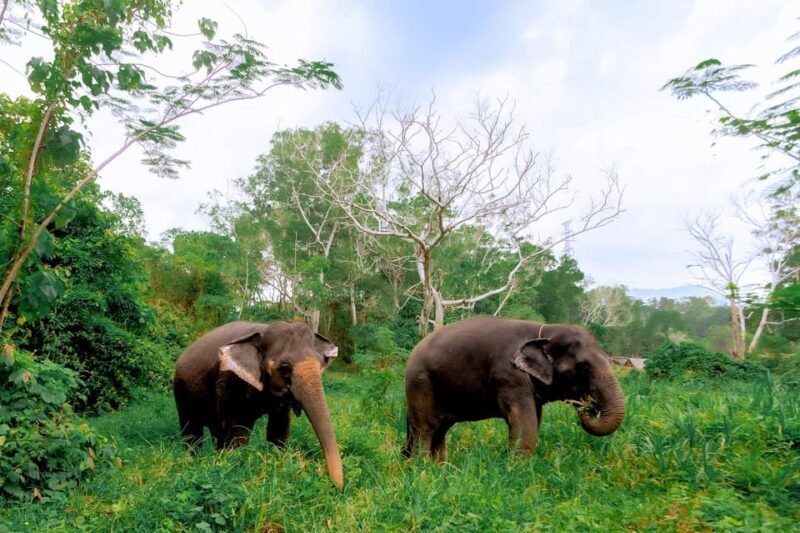 Phuket: Elephant Sanctuary Feed and Bathe Gentle Giants - Final Thoughts
