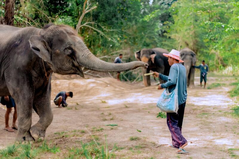 Phuket: Elephant Sanctuary Feed and Bathe Gentle Giants - FAQ