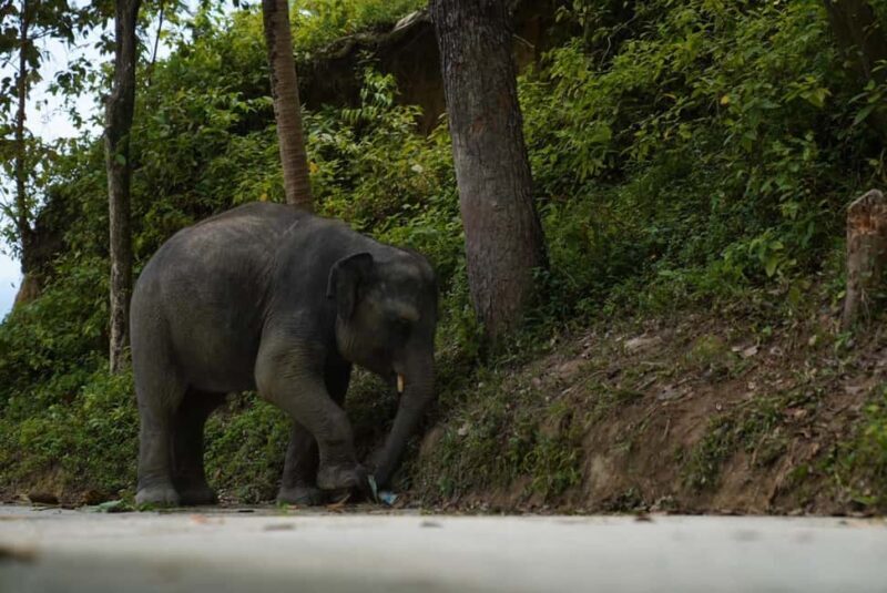 Phuket: Elephant Sanctuary Guided Tour with Hotel Transfers - In Summary