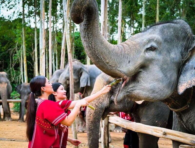 Phuket : Experience feeding and bathing elephants 1.5 Hrs. - Key Points