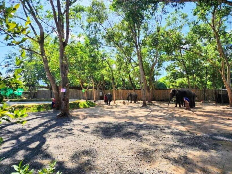 Phuket: Feeding Elephants at Phuket Elephant Care - Key Points