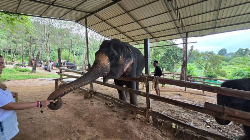 Phuket: Feeding Elephants at Phuket Elephant Care - FAQ