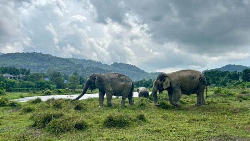 Phuket: Freedom Elephant Reserve - Ethereal Nature Walk - The Basics: Location, Duration, and Cost