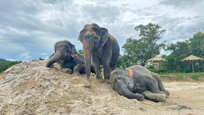 Phuket: Freedom Elephant Reserve - Ethereal Nature Walk - The Experience’s Strengths