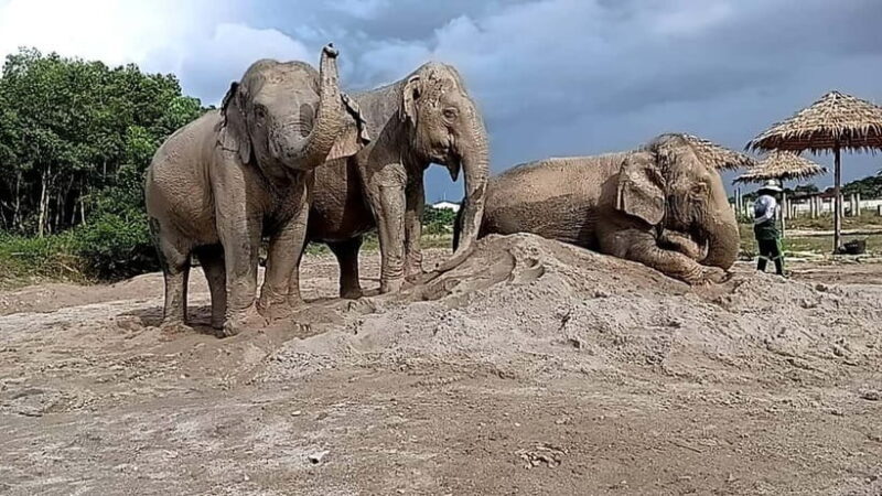 Phuket: Freedom Elephant Reserve - Ethereal Nature Walk - Who Would Enjoy This Tour?