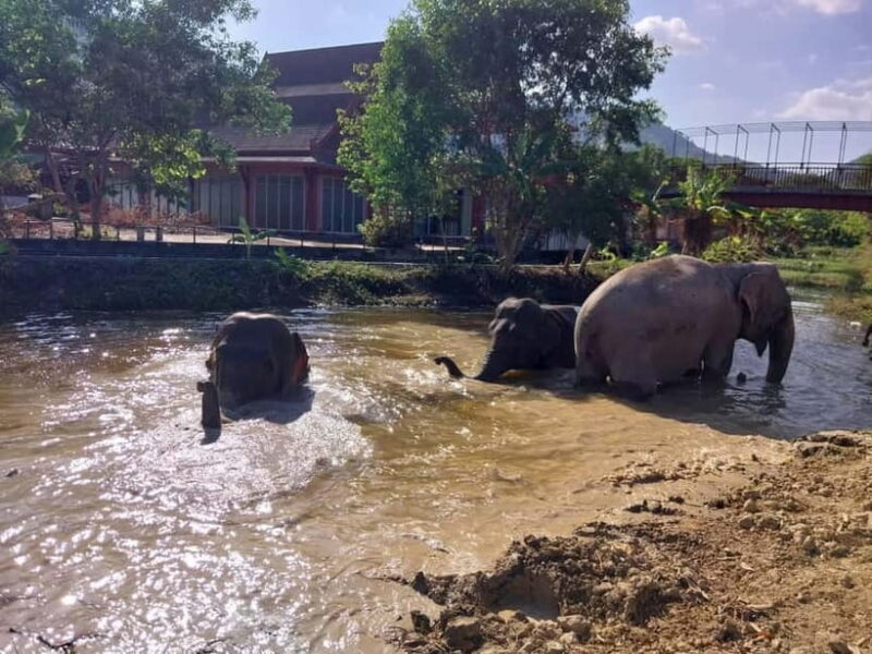 Phuket: Freedom Elephant Reserve - Ethereal Nature Walk - FAQ