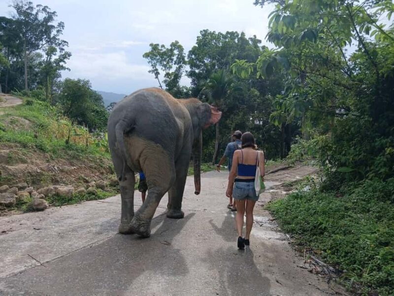 Phuket: Guided Tour to Elephant Sanctuary & Hotel Transfer - Learning and Respectful Observation