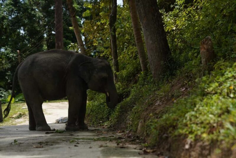 Phuket : Guided Tour to Elephant Sanctuary with Transfers - FAQs About the Elephant Sanctuary Tour