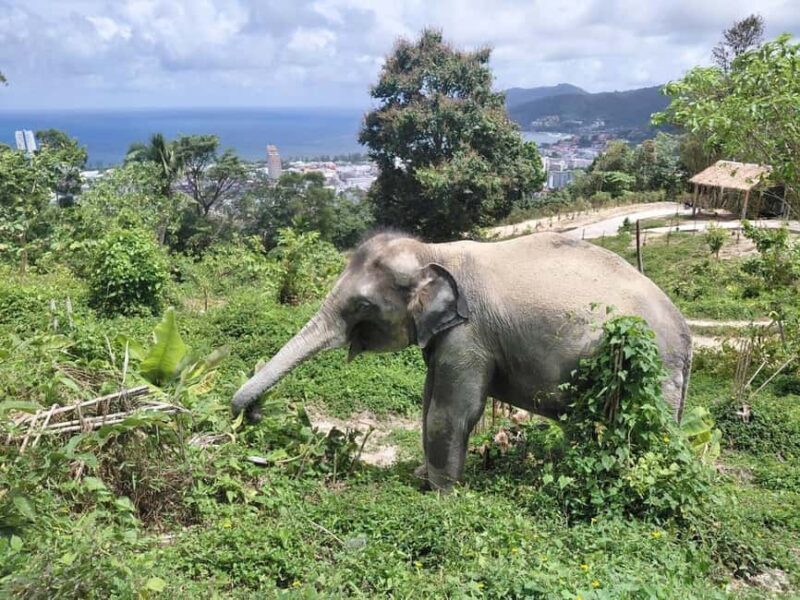 Phuket: Guided Walk Tour to Elephant Sanctuary with Transfer - What’s Included and Logistics