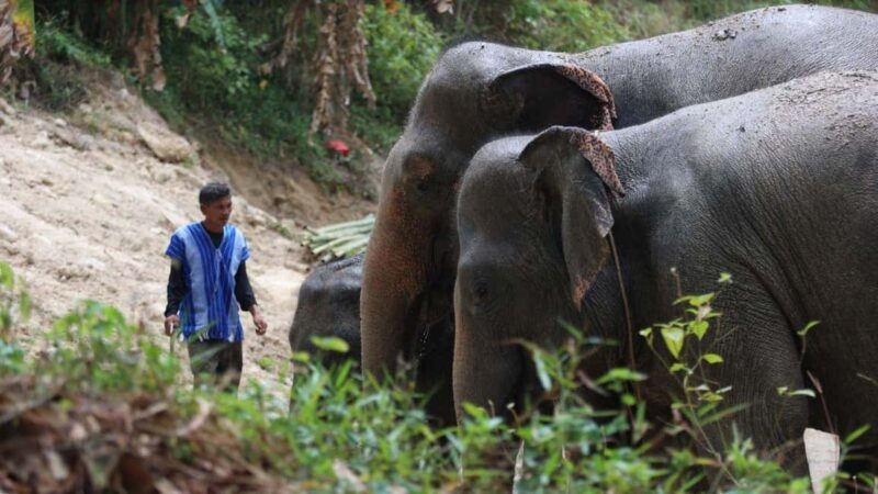 Phuket: Guided Walk Tour to Elephant Sanctuary with Transfer - Who Will Love This Tour?