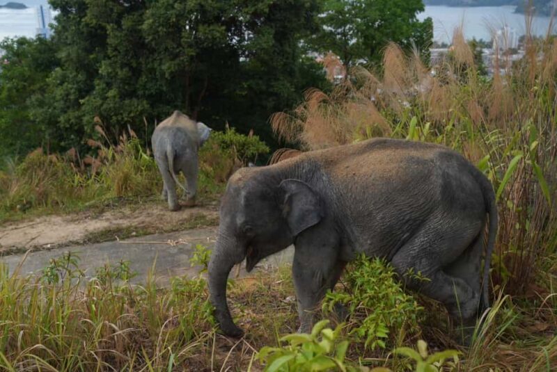 Phuket: Guided Walk Tour to Elephant Sanctuary with Transfer - FAQ