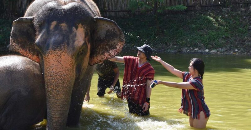 Phuket: Half Day or 2-Hour Ethical Elephant Care Sanctuary - The Sum Up