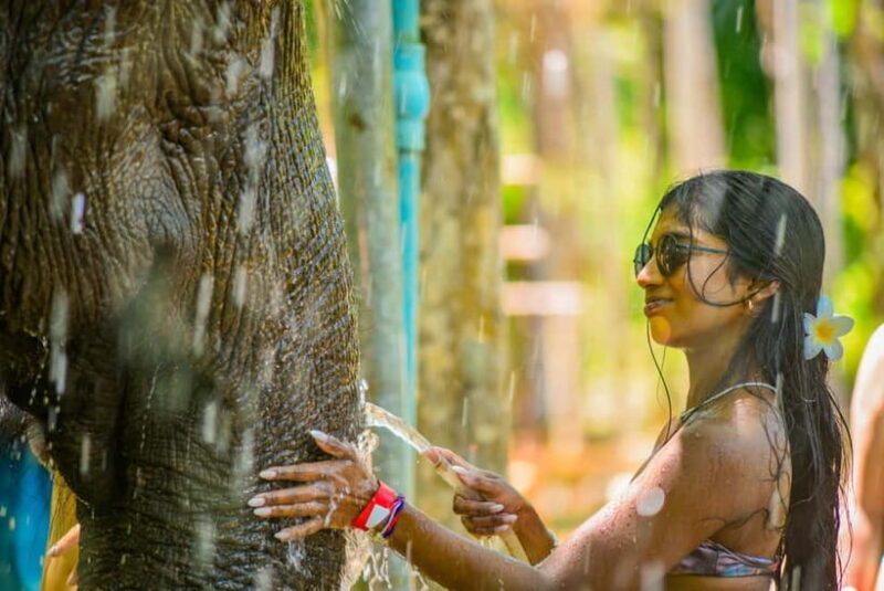 Phuket: Happy Hour Feed and Rain Shower with Elephant - What to Expect from the Elephant Feeding and Shower Tour