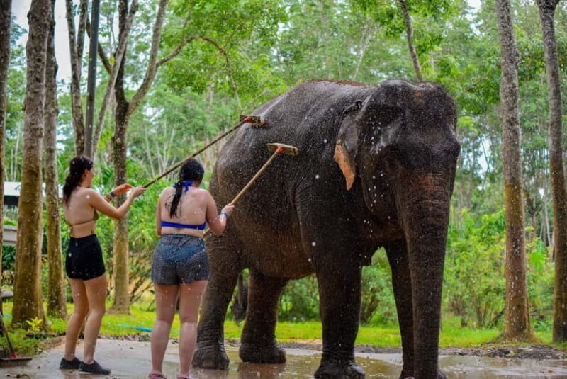 Phuket: Happy Hour Feed and Rain Shower with Elephant - How the Tour Fits into Your Phuket Adventure