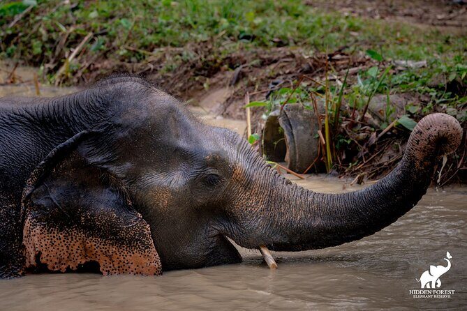 Phuket: Hidden Forest Elephant Reserve Guided Tour with Lunch - Who Should Book This Tour?