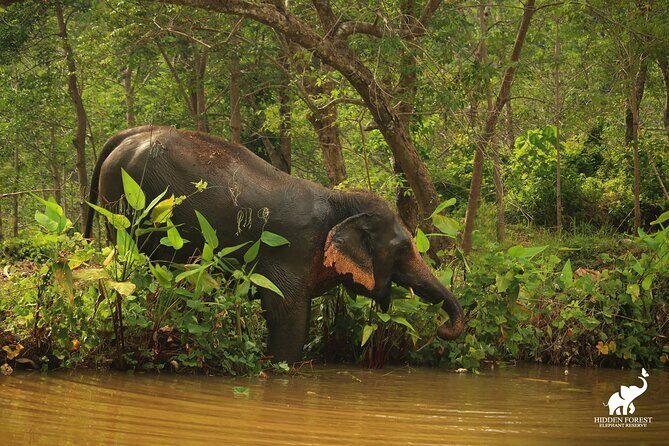 Phuket: Hidden Forest Elephant Reserve Guided Tour with Lunch - In Closing