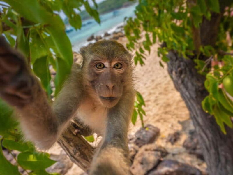 Phuket: James Bond Island Sea Canoe with lunch by Big Boat - Discovering Phang Nga Bay: James Bond Island Sea Canoe Tour with Lunch from Phuket