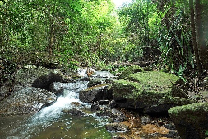 Phuket Jungle Trekking Experience at Khao Phra Taew National Park - Discovering Phuket’s Rainforest: What to Expect