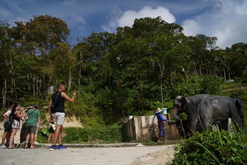 Phuket: Patong Elephant Sanctuary Observe & Learn Experience - Key Points