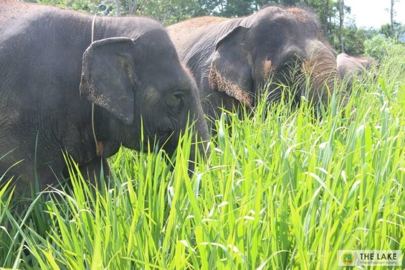Phuket: Patong Elephant Sanctuary Observe & Learn Experience - FAQ