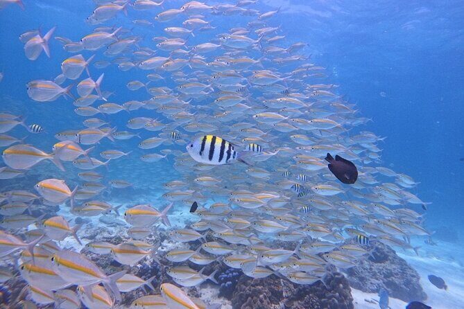 Phuket: Scuba Dive Racha and Coral Islands with Snorkeling Tour - A Detailed Look at the Phuket: Scuba Dive Racha and Coral Islands Tour