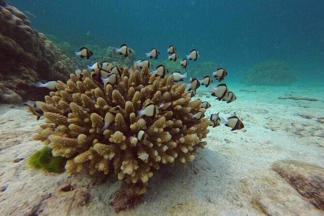 Phuket: Scuba Dive Racha and Coral Islands with Snorkeling Tour - Final Thoughts: Is It Worth It?