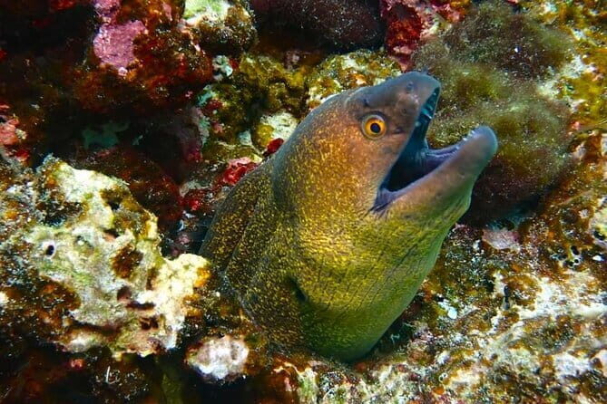 Phuket Scuba Diving Maiton Private Island Small Group or Snorkel - The Sum Up: Is It Worth It?