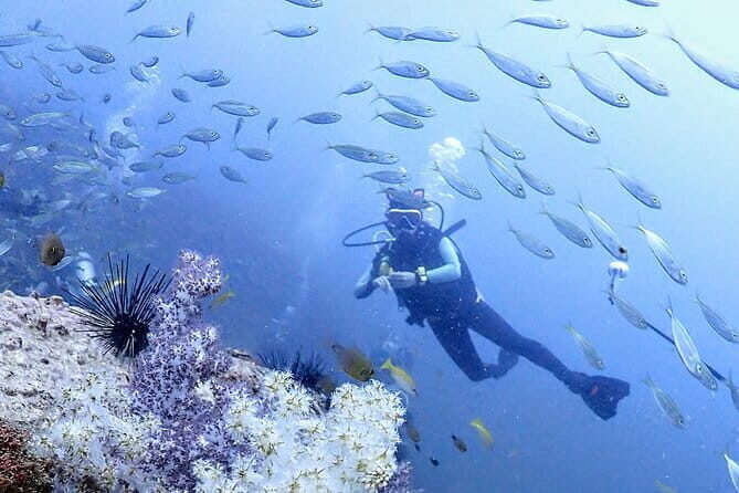 Phuket Scuba Diving Tour with Transportation - The Sum Up