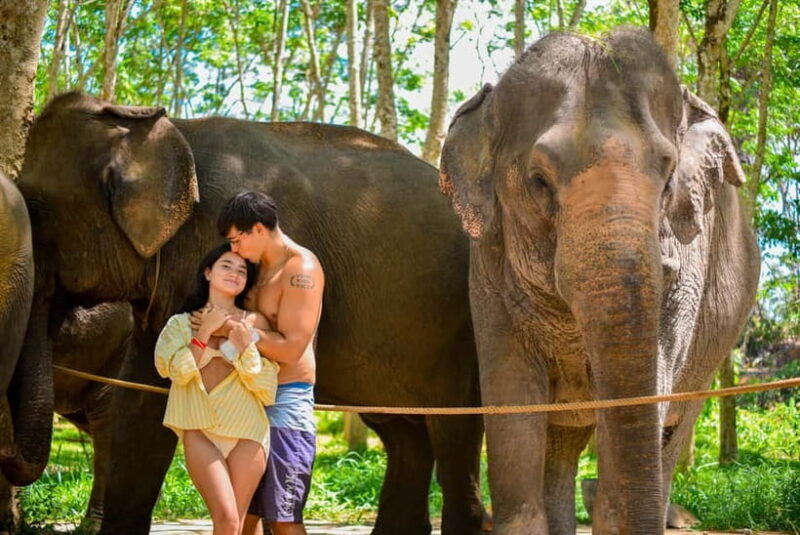 Phuket:Beach walk with elephants, rain & care. 2.5 hours - Key Points
