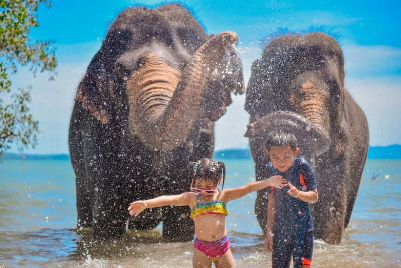 Phuket:Beach walk with elephants, rain & care. 2.5 hours - The Experience: What to Expect at Lily Elephant Camp