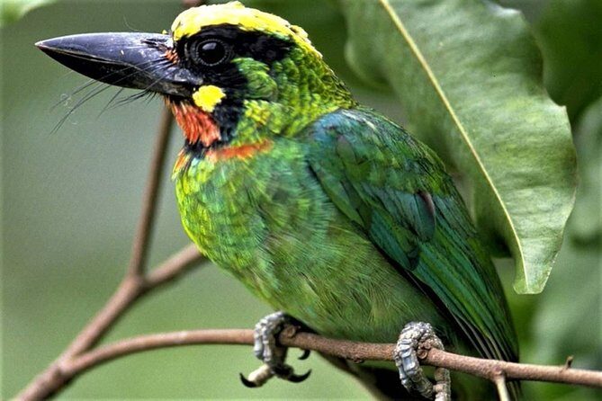 Phulchoki bird-watching tour - Key Points