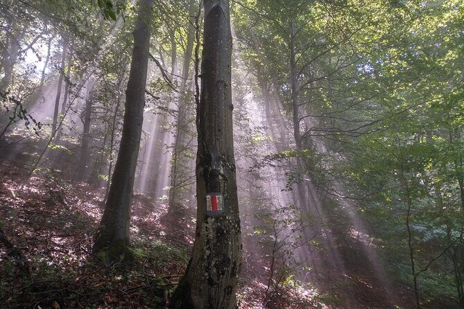Piatra Craiului National Park Private Hiking Tour from Brasov - Final thoughts
