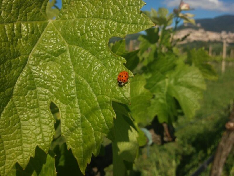 Pic nic Deluxe Assisi and wine tasting 5 wines - Why This Tour Offers Great Value
