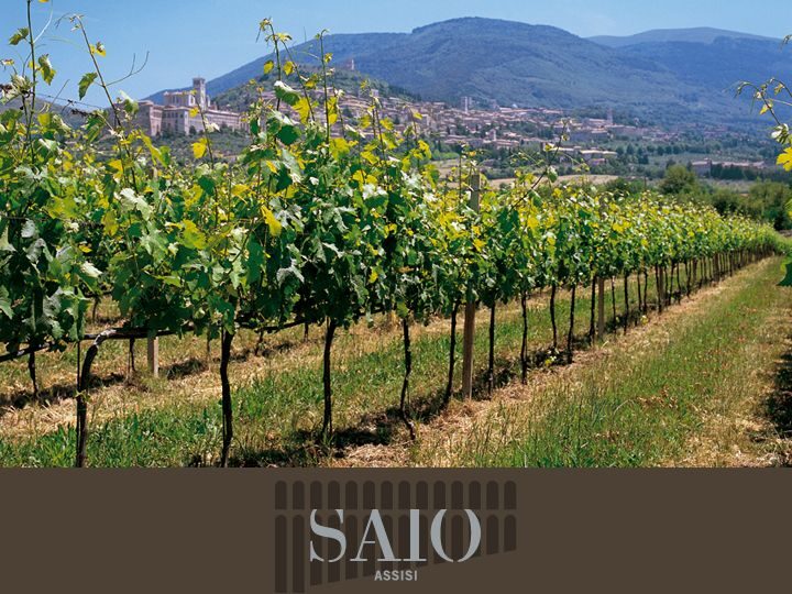 Pic nic Deluxe Assisi and wine tasting 5 wines - Final Thoughts