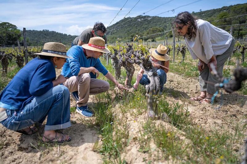 Pic Saint-Loup: Full Day Wine and Olive Tour - Practicalities: Transportation, Cost, and Group Size