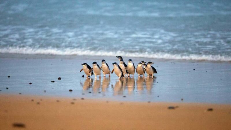 Pick Up from City | Steam Train and Penguin Parade Day Tour - FAQ