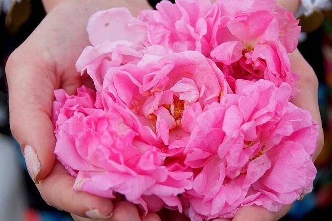 Picking Roses Workshop & Extracting Rose Oil in the Rose Valley - Picking Roses Workshop & Extracting Rose Oil in the Rose Valley: A Genuine Bulgarian Experience
