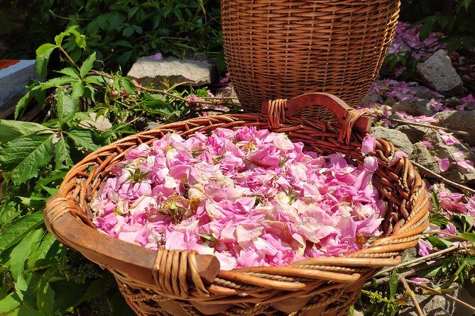 Picking Roses Workshop & Extracting Rose Oil in the Rose Valley - Who Is This Tour Best For?